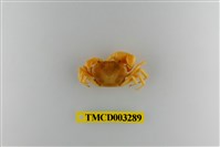 藏品(達觀澤蟹)的圖片